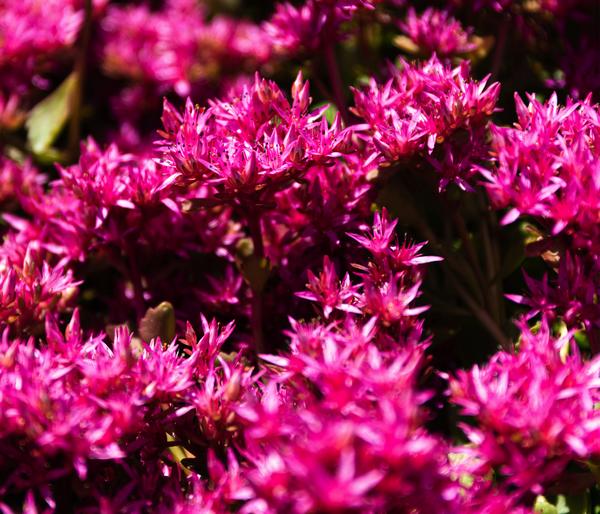 Bio Teppich-Fetthenne 'Purpur Winter'