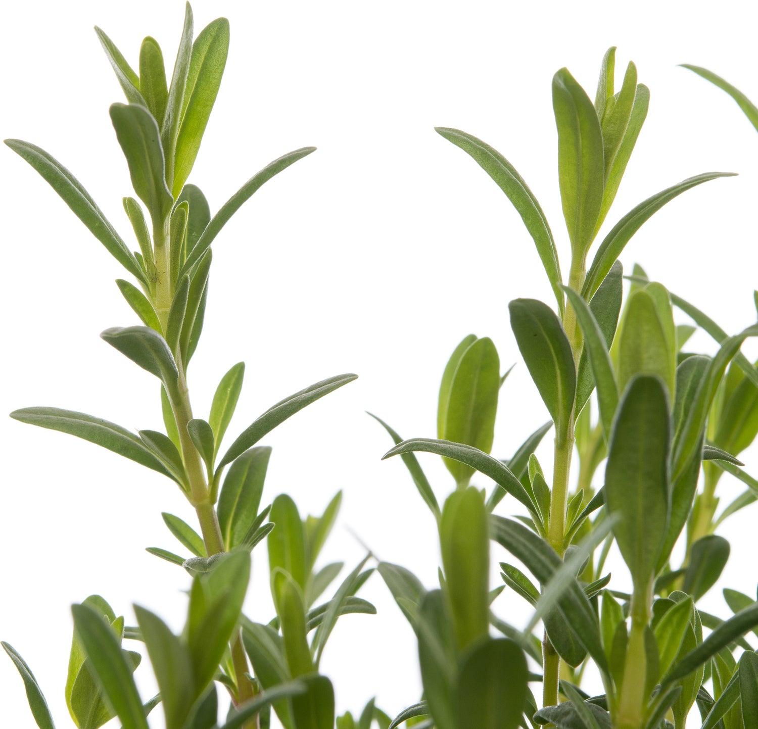 Biologische hysop (Hyssopus officinalis) D 13 H 15 cm