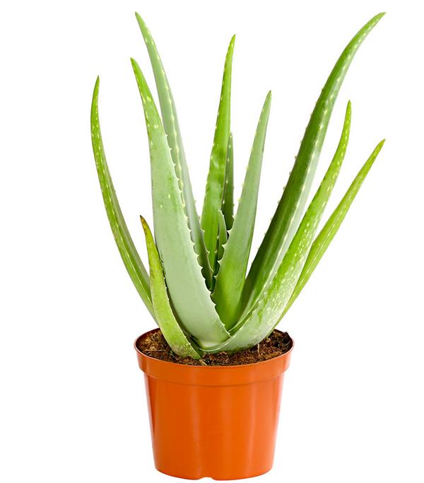 Echte Aloe - Aloe vera