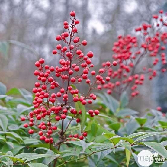 Nandina domestica : H 60/80 cm ctr 10 litres