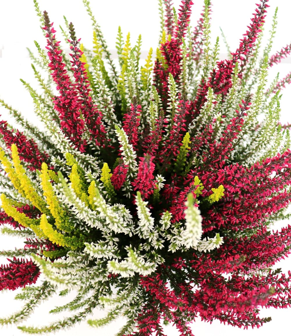 Calluna Knospenheide 'Colour Twister®' im 17 cm XXL-Topf