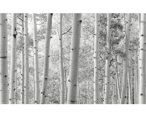 Vliesbehang SHX9-030 Aspen Forest, 9-delige set, 450 x 280 cm