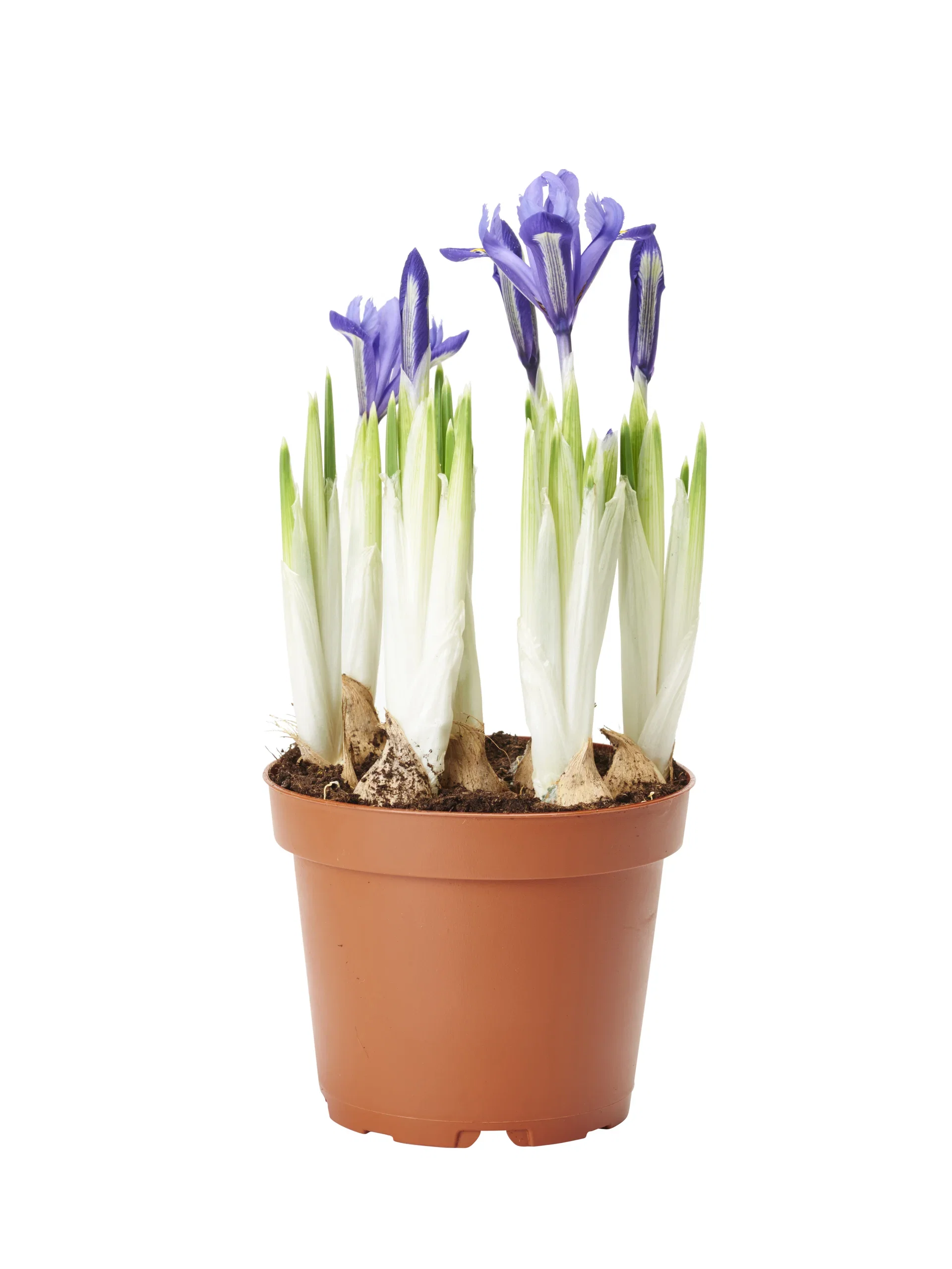 Iris reticulata Våriris Ø12 cm