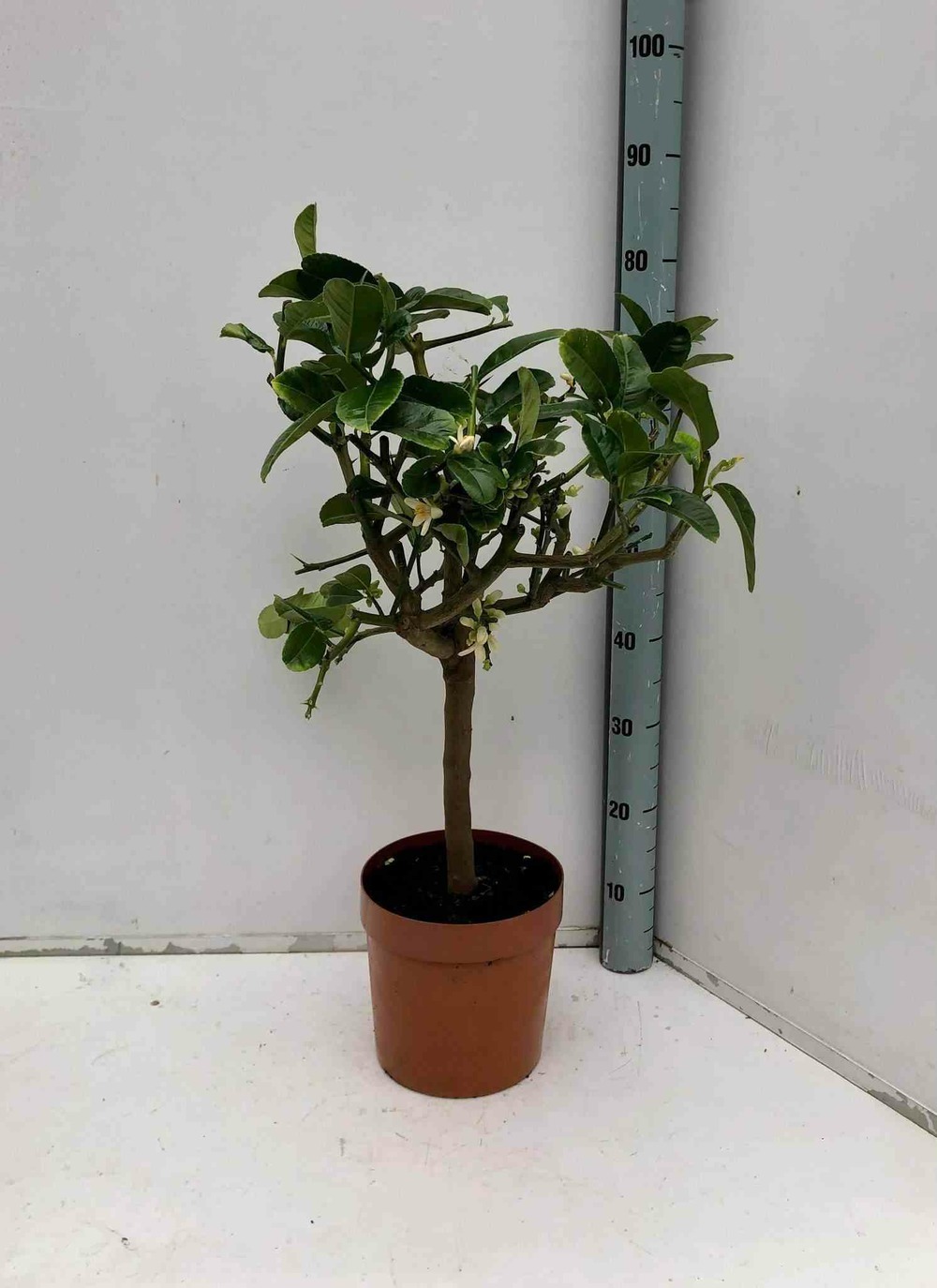 Citrus medica digitata (main de bouddha) blanc - taille pot de 4 litres - 30/50 cm
