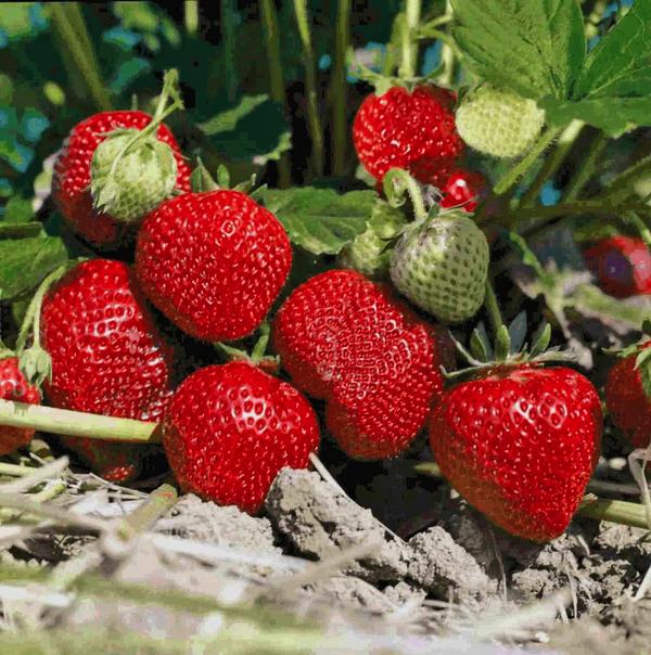 Dehner Gourmet Garten Erdbeere 'Mara des
