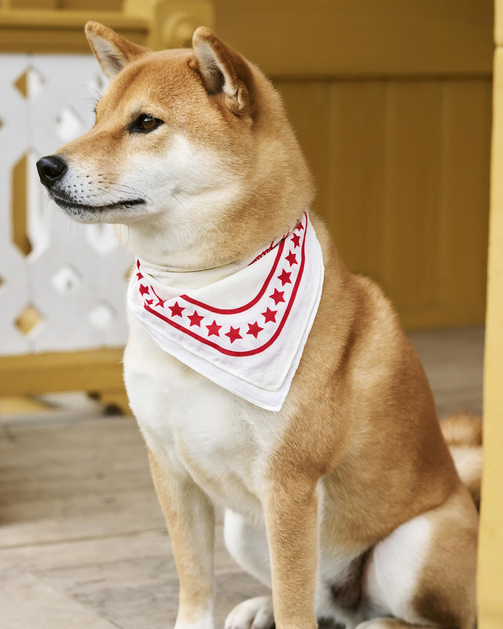 HAY HAY Dogs Scarf