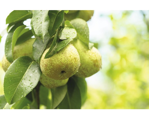 Biologische zuilvormige peer FloraSelforganic Pyrus communis 'Condo' H 130-150 cm Co 7.5 L