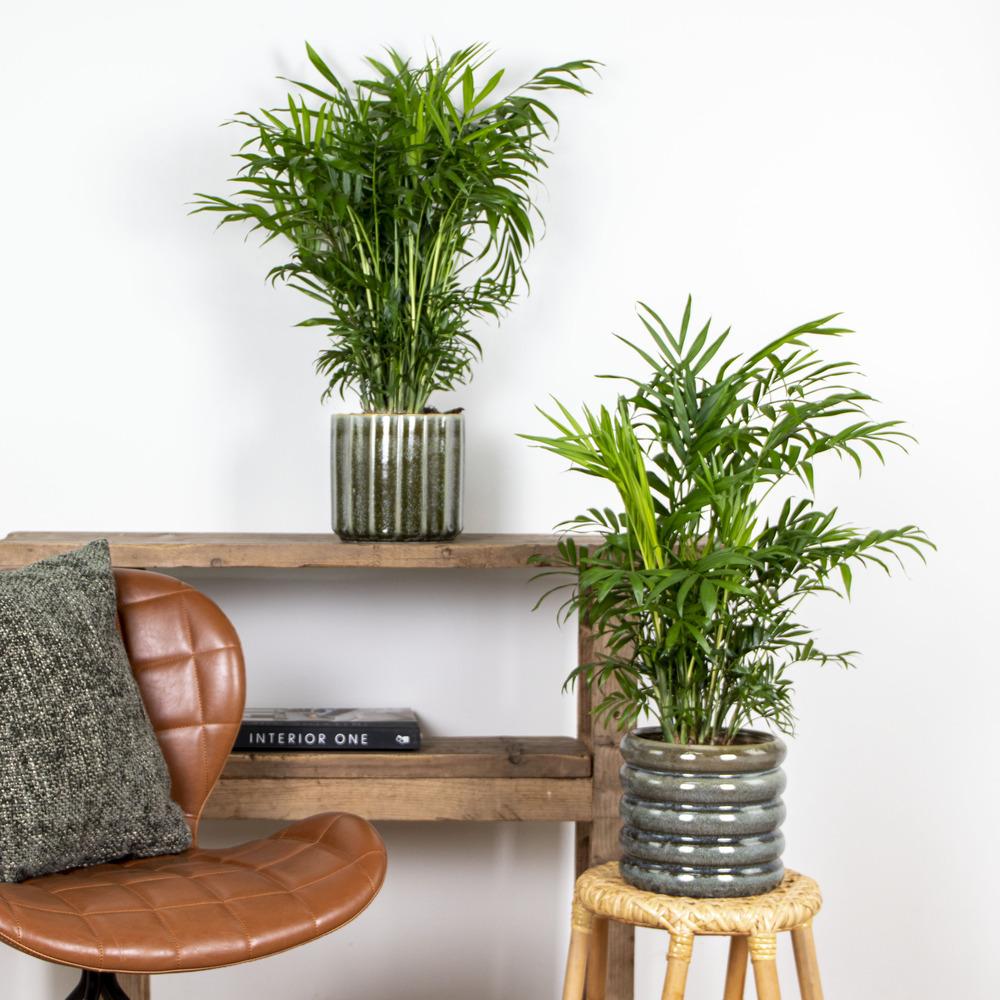 2x chamaedorea elegans - palmier nain mexicain - plante d'intérieur - purificateur d'air – ⌀17 cm - ↕50-60 cm