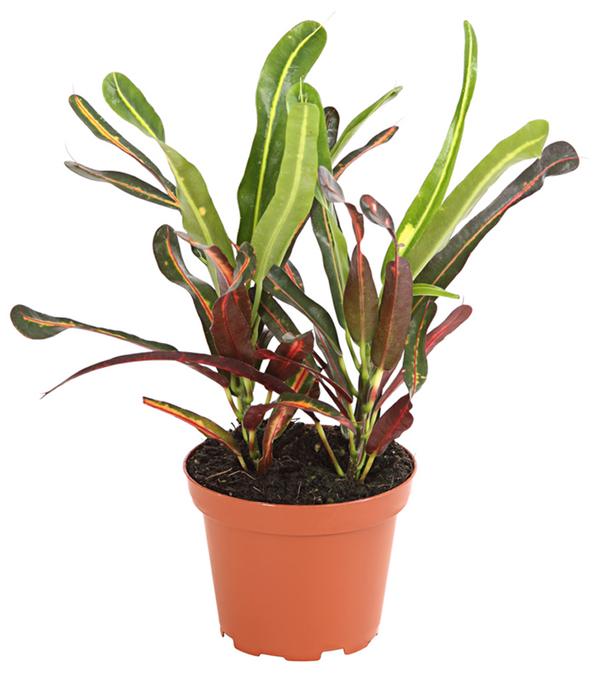 Wunderstrauch - Codiaeum variegatum,