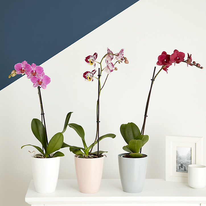 Pot à orchidée plastique vert d'eau ø12 cm
