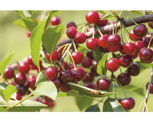 Biologische dwergzure kers FloraSelf Organic Prunus cerasus 'Maynard' Stamhoogte 40 cm Co 7,5 L
