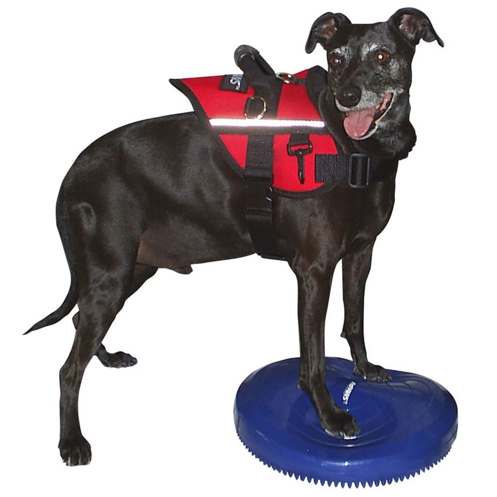 Disque d'équilibre pour animaux de compagnie 36 cm bleu