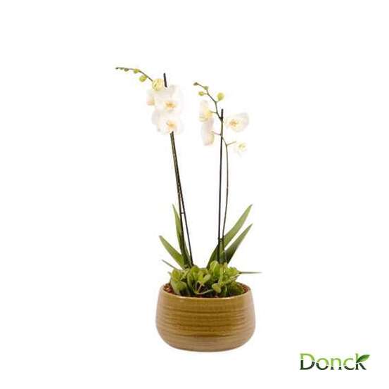 Coupe orchidée 2 tiges+1 plante pot v. D27cm