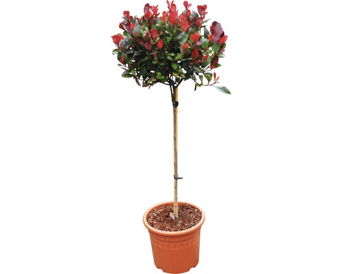 Dwerg Photinia standaard FloraSelf 'Little Red Robin' Standaard H 40 cm Co 6 L