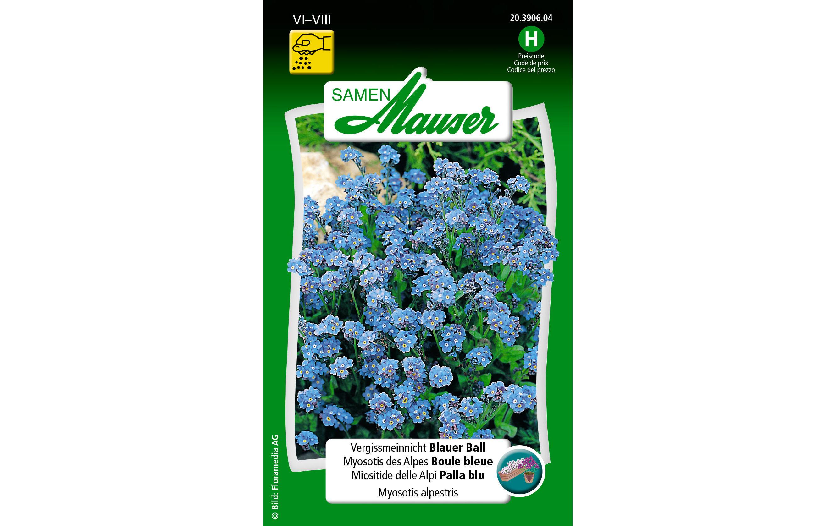 Saatgut Vergissmeinnicht Blauer BallBlumensamen