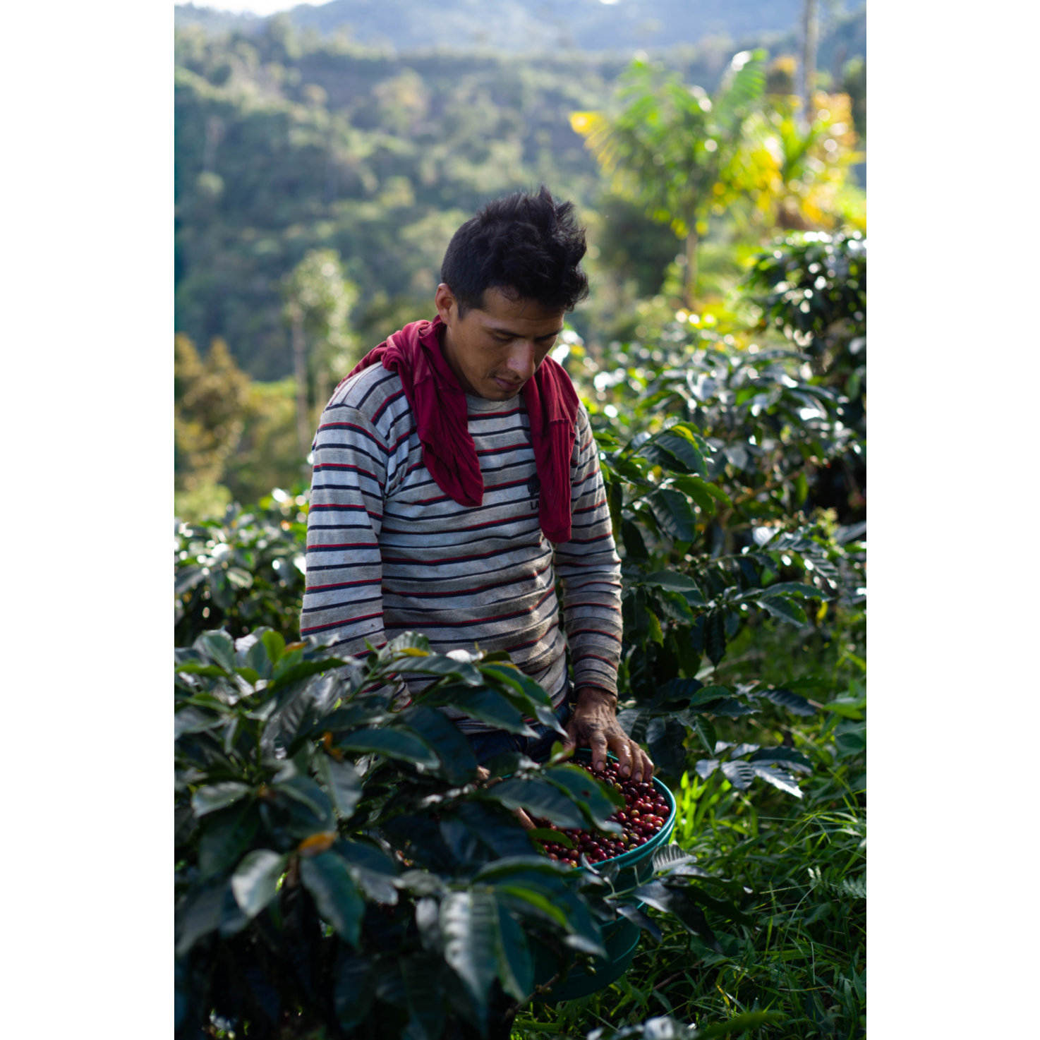 Tropical Mountains Bio Bohnenkaffee Mafioso