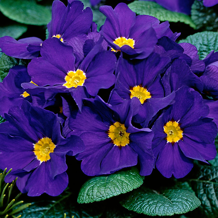 Primevère assortiment en pot 10,5 cm
