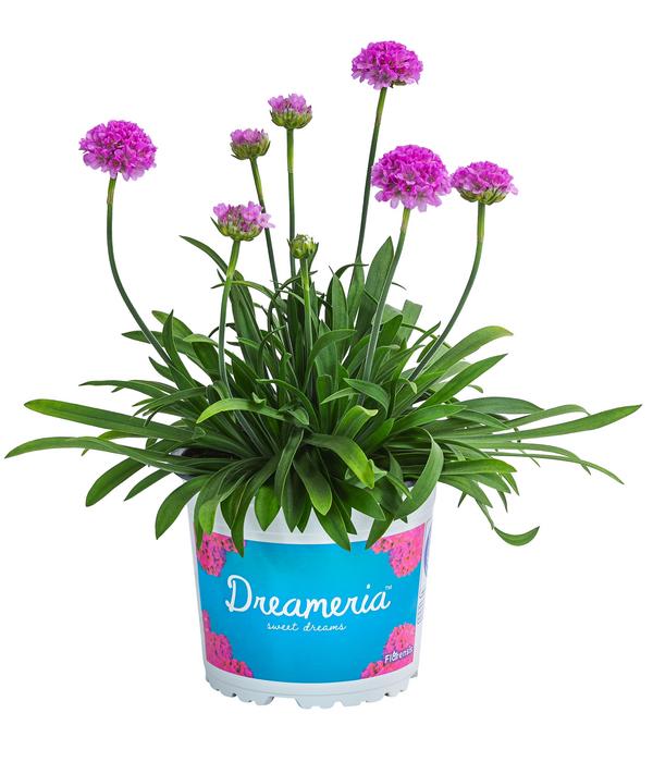 Grasnelke 'Dreameria'