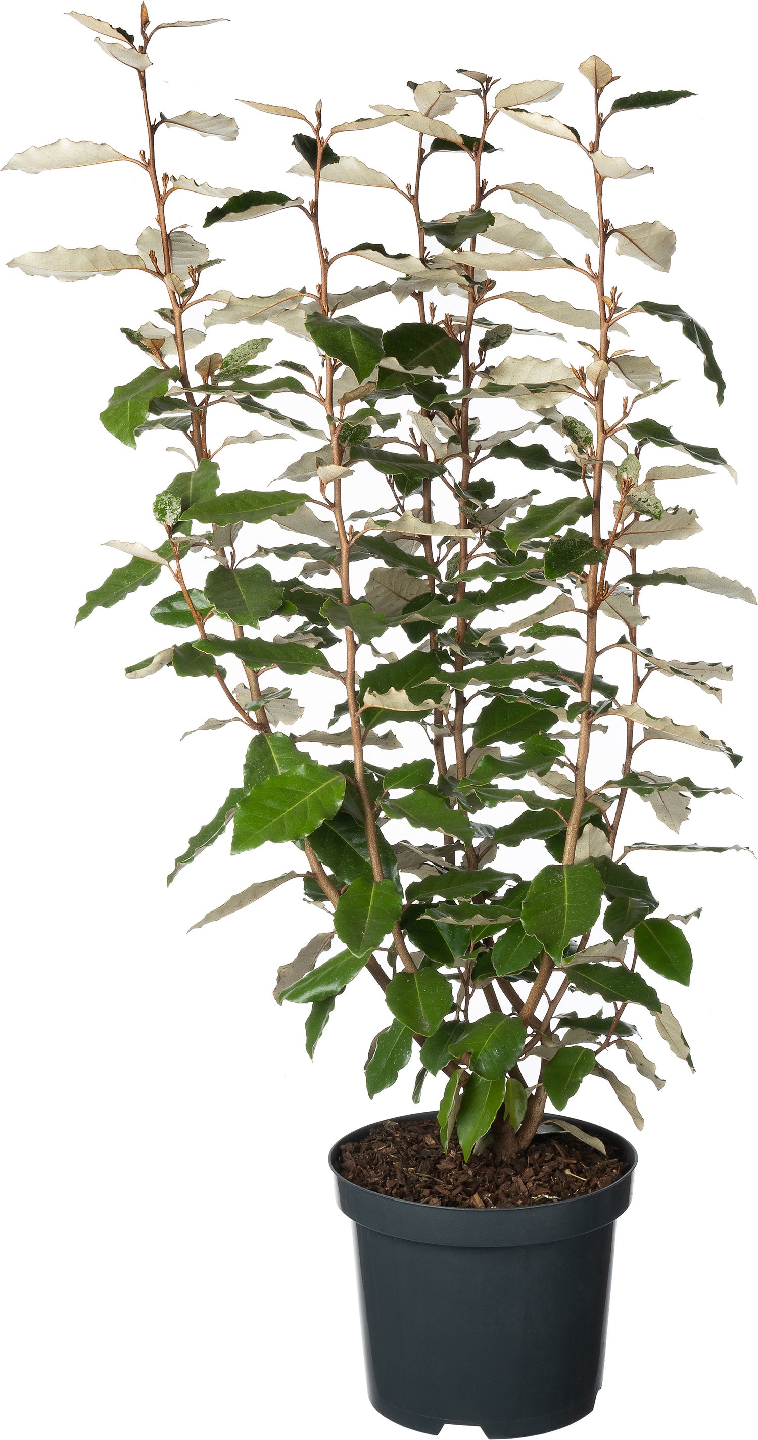 Olijfwilg (Elaeagnus ebbingei 'Compacta') D 19 H 45 cm
