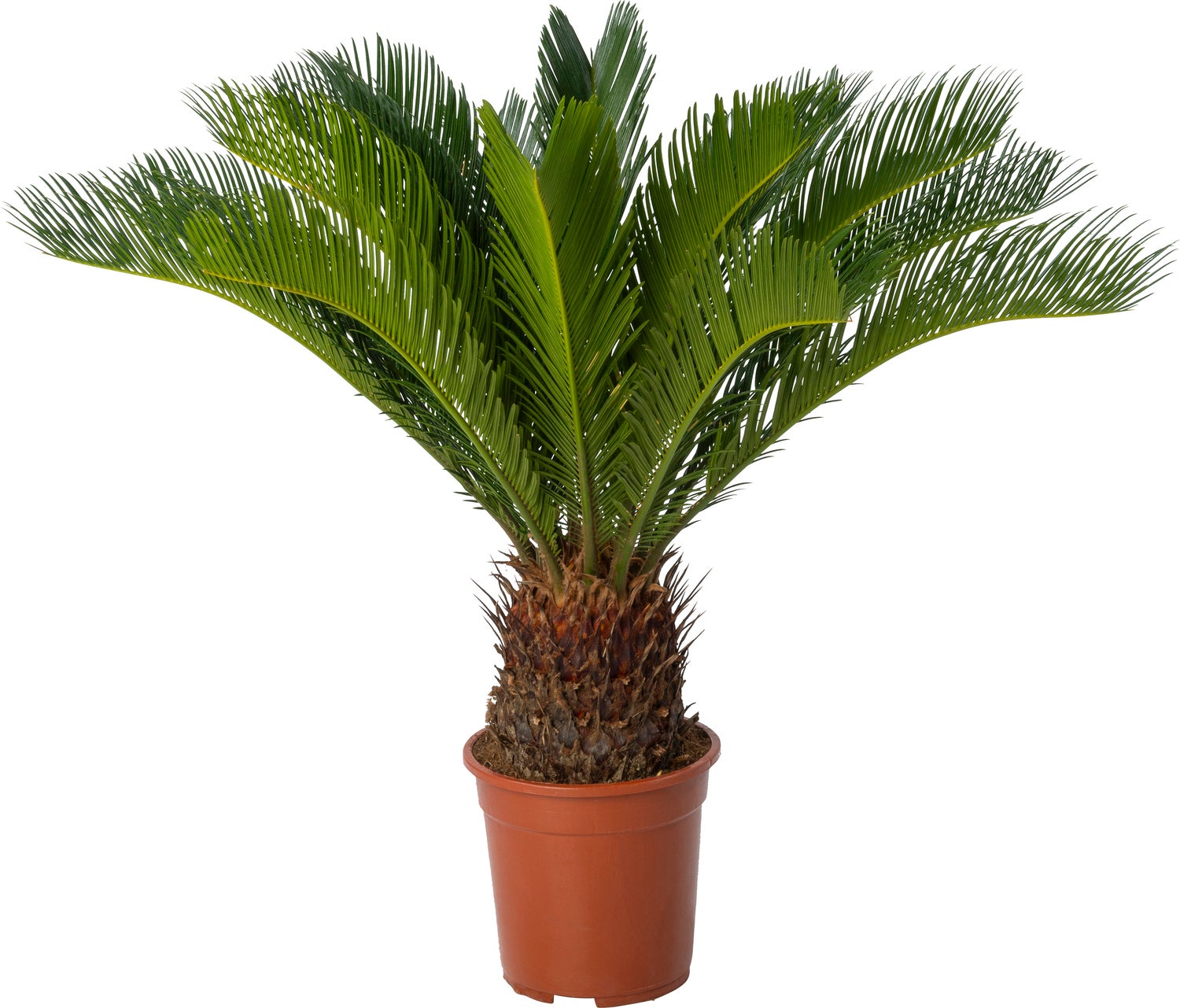 Palmvaren (Cycas revoluta) D 21 H 80 cm