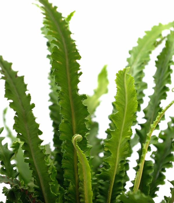 Hirschzungenfarn 'Angustifolia'