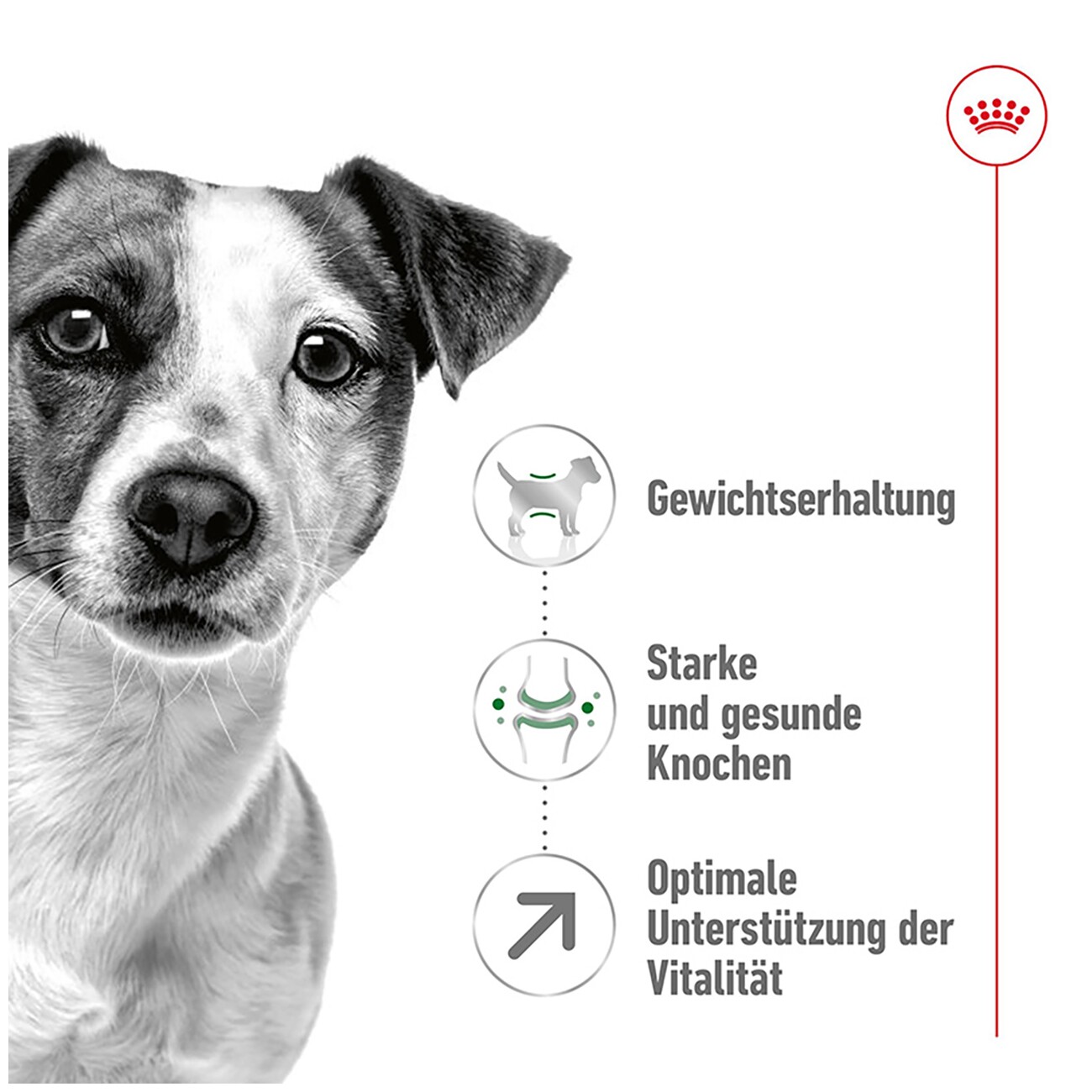ROYAL CANIN Mini Adult 8+ 2 kg