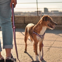 Guia para cães Dashi Stripes em poliéster roxo e preto
