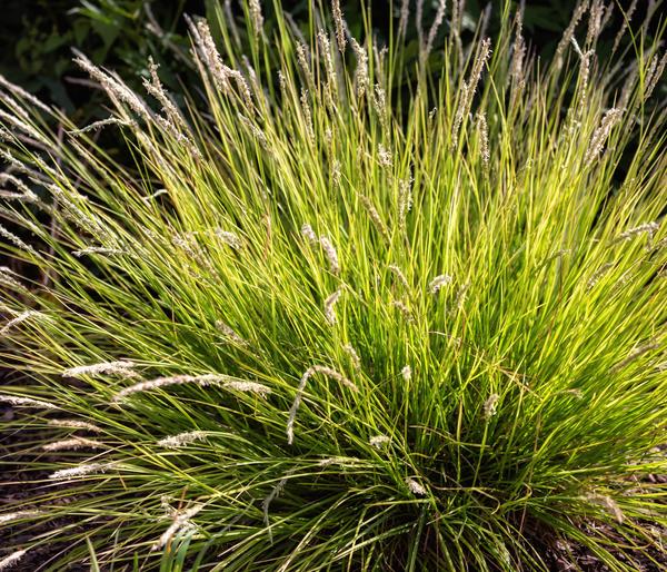 Bio Blaugras 'Greenlee Hybrid'