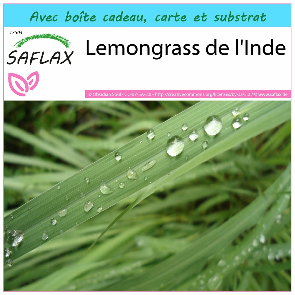 Kit cadeau - lemongrass de l'inde - 50 graines - cymbopogon flexosus