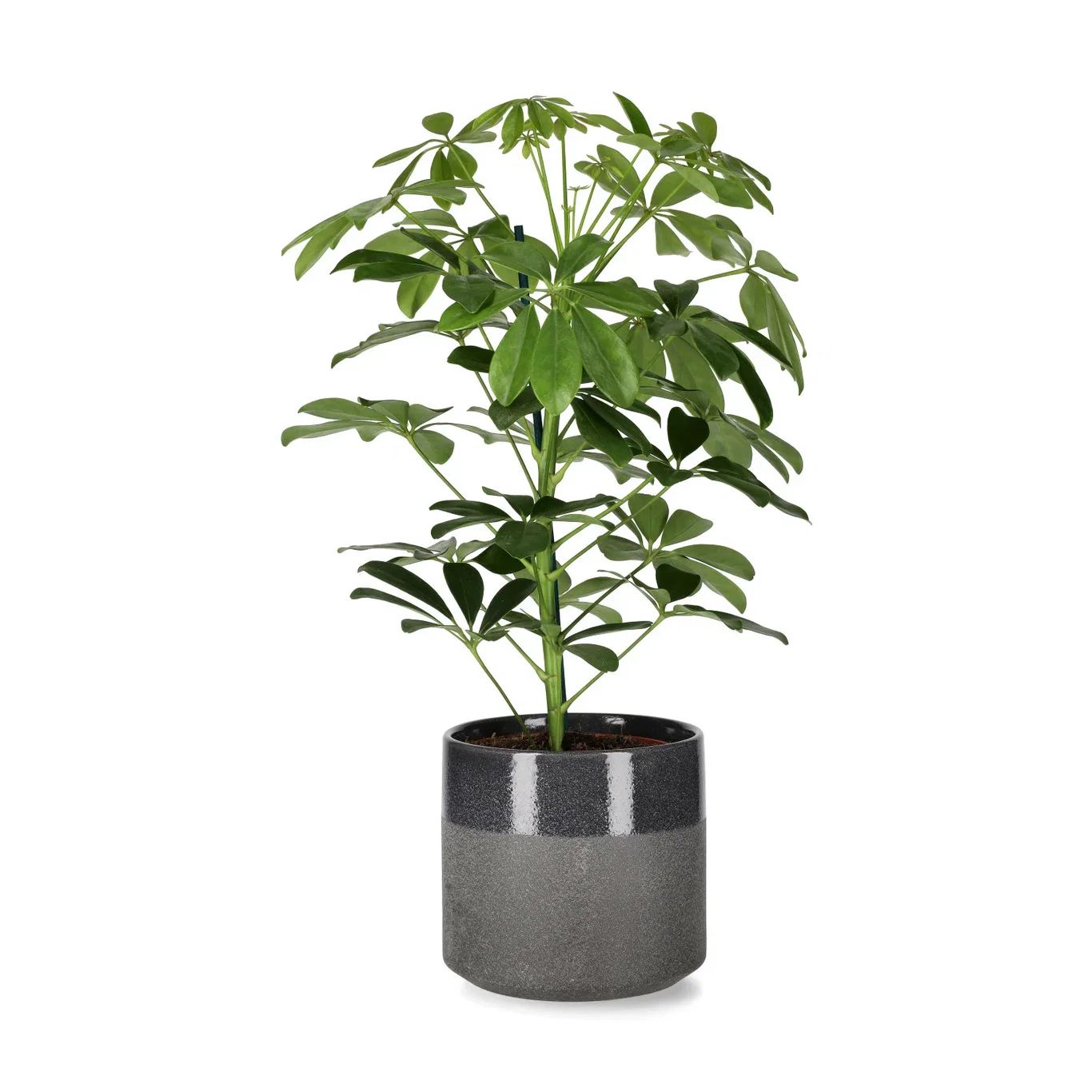 Schefflera arboricola 'Nora' Paraplytre ‘Nora’ Høyde 40 cm