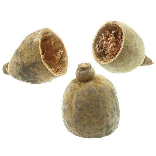 Moitié de fruit du baobab - lot de 3