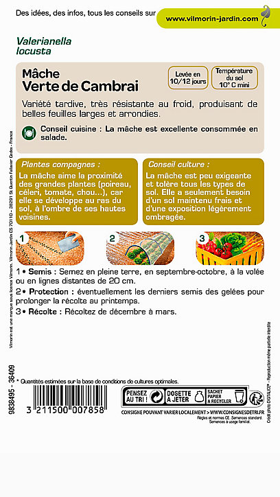 Graines de Mâche Verte de Cambrai Vilmorin