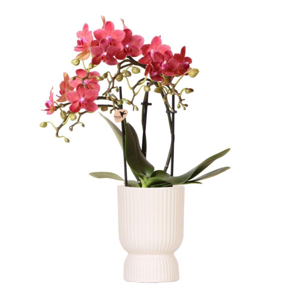 Kolibri orchids - orchidée phalaenopsis rose lilas - el salvador + diabolo travertine - taille de pot 9cm