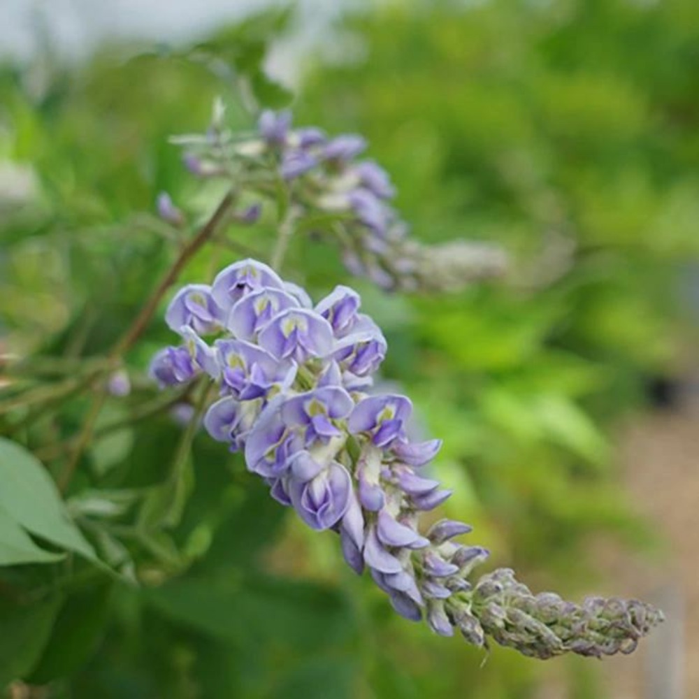Glycine d'amérique 'magnifica' - wisteria frutescens 3l