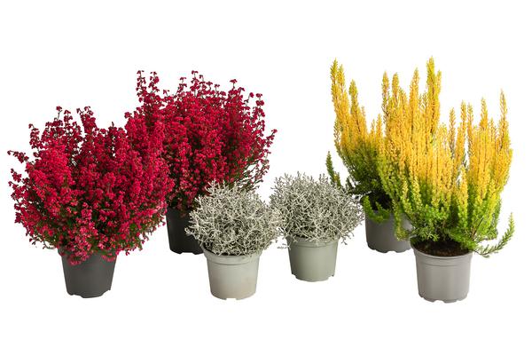Beet- & Balkonpflanzen-Set Leuchtfeuer,