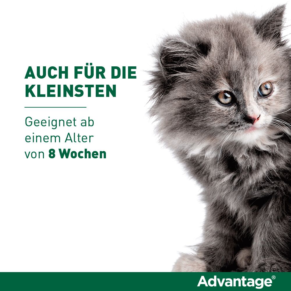 Advantage® 80 mg für Katzen und Zierkaninchen über 4 kg Körpergewicht