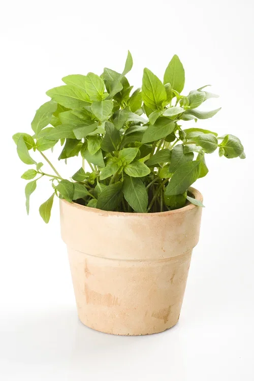 Ocimum basilicum 12 cm Basilikum Ø12 cm