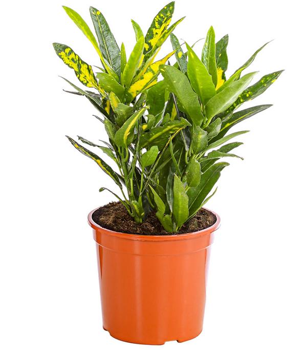 Wunderstrauch - Codiaeum variegatum,