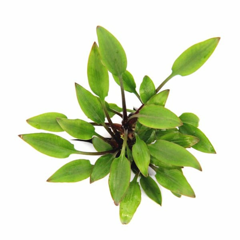 Cryptocoryne lutea hobbit