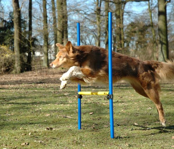 dobar® petlife Agility Sprung-Set, 3-teilig