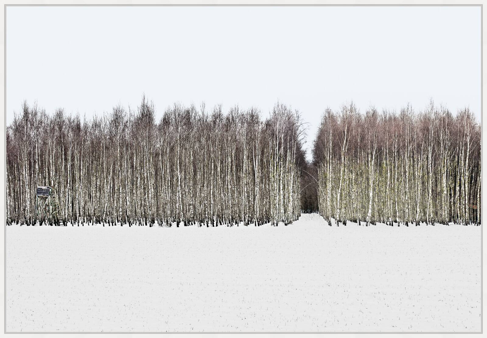 Forest 1 by Hartwig Klappert - Limited Edition. Edition of: 100. Signed.