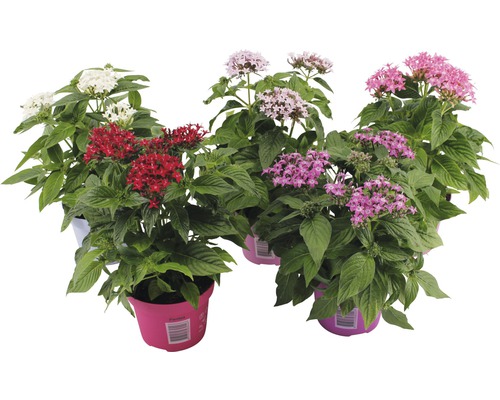 Starflower FloraSelf Pentas lanceolata 'Graffiti' Ø 12 cm pot