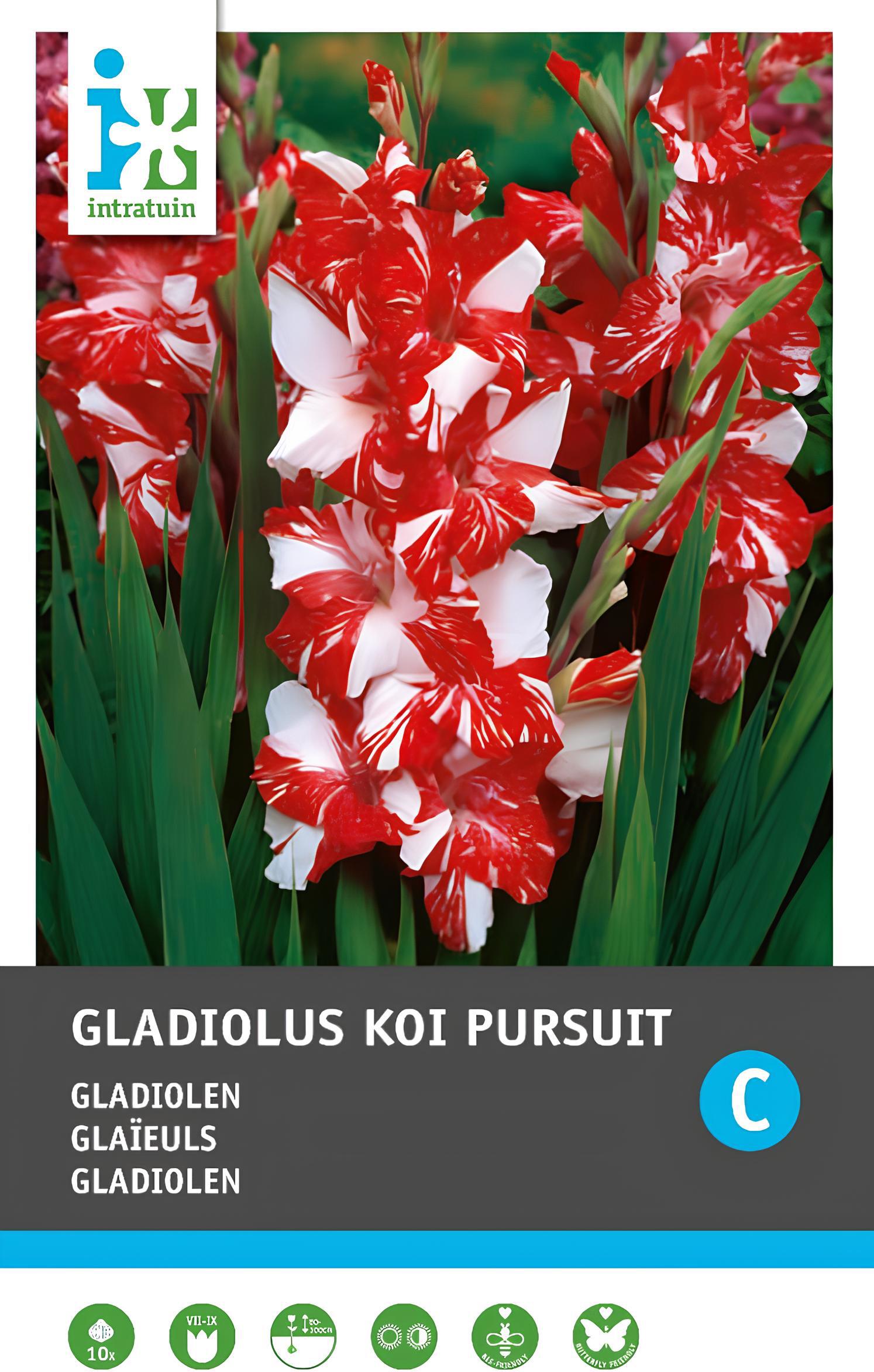Gladiool (Gladiolen 'Koi Pursuit') 10 stuks