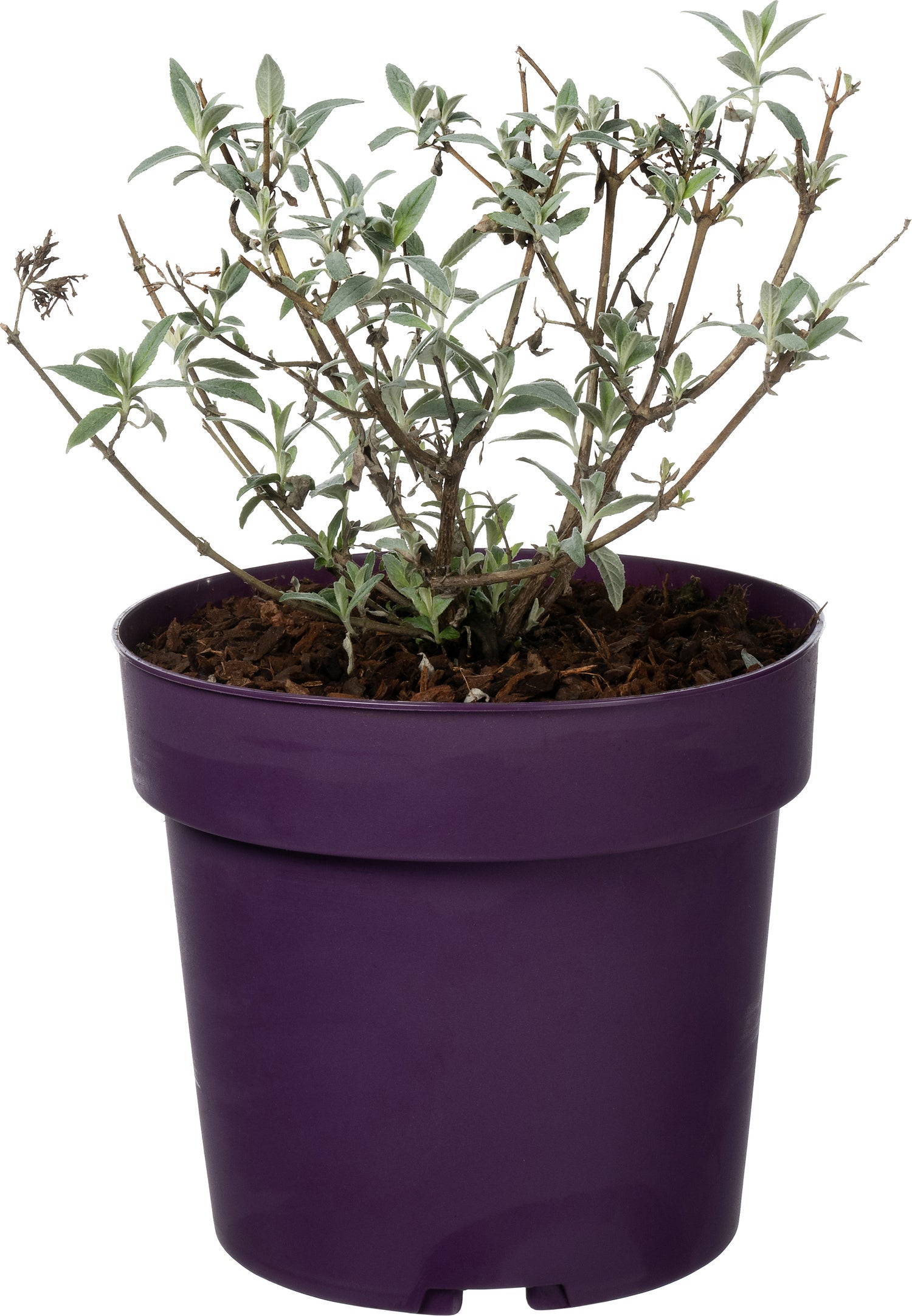 Vlinderstruik (Buddleja 'Buzz Ivory') D 17 H 25 cm