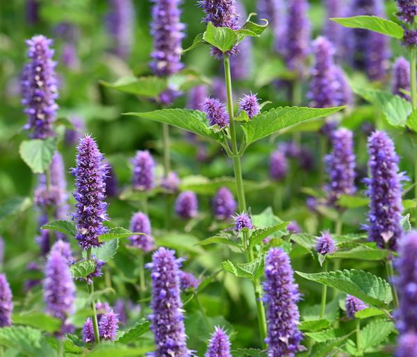 Koreanische Minze 'Blue Fortune'