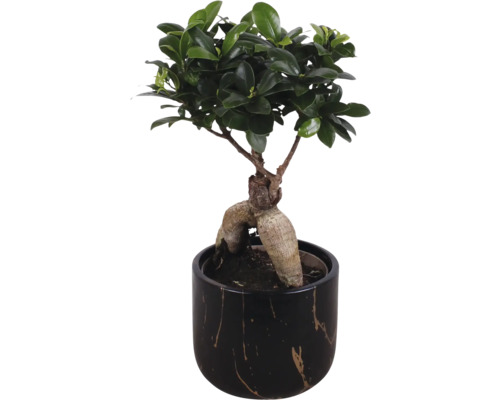 Chinese vijg FloraSelf Ficus microcarpa Ginseng Ø 11 cm pot incl. keramische plantenbak Sophia, assorti