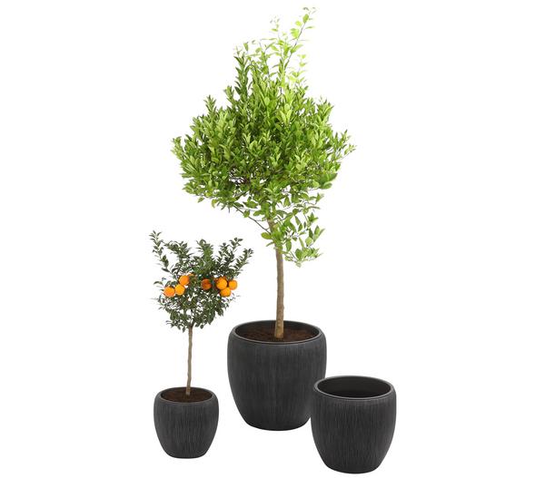Dehner Polyresin-Pflanzvase Tokio in