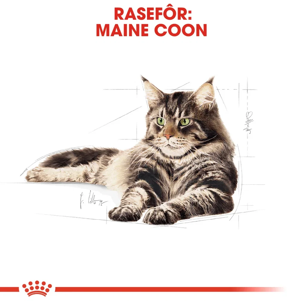 Royal Canin Royal Canin Maine coon Adult 2 kg