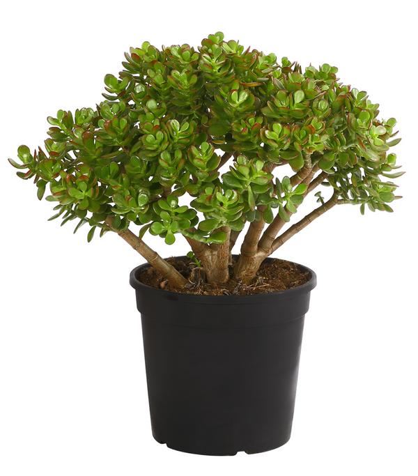 Dickblatt - Crassula cultivars, verschiedene