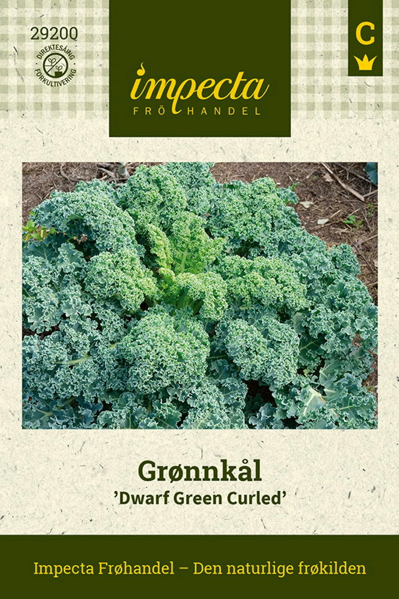 Brassica oleracea 'Dwarf Green Curled' Grønnkål 'Dwarf Green Curled'